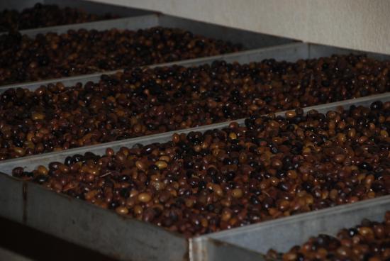 pulpe d'olives