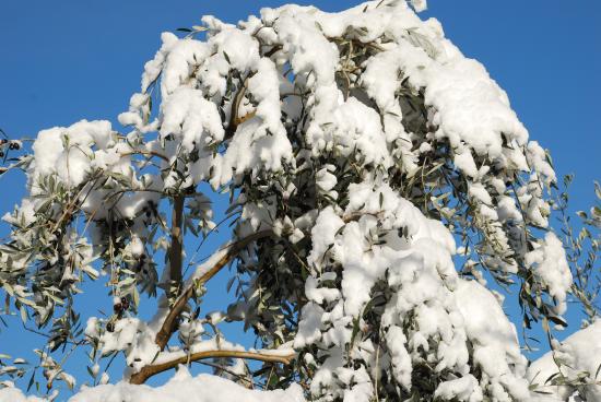 Hiver 2010