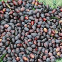 Ramassage des olives sur les filets