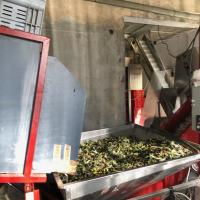 Vide Palox  - Effeuillage